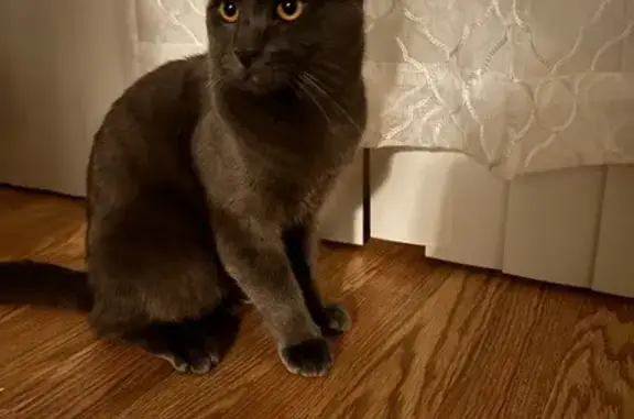 Lost Gray Cat: Unique Eye Marking