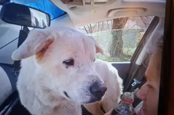 Lost Pyrenees: Rutledge - Needs Snacks!