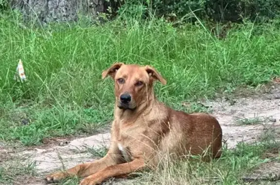 Lost dog, Magnolia