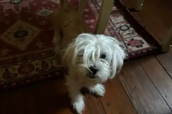 Found dog New Orleans, photo: Found: White & Brown Dog, New Orleans