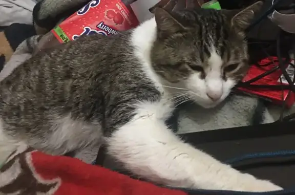Lost Gray & White Cat in Antioch - Help!