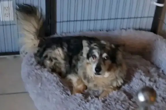 Lost Dog: Curly Merle Corgi, Cornville