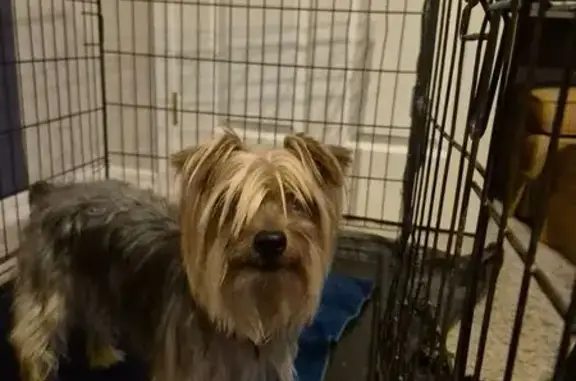 Found dog Florence, photo: Found: Shy Yorkie on Collingwood St.