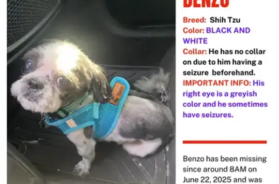 Lost Dog on East Glenwood Lansing Rd