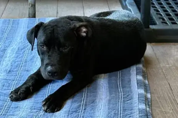 Found dog Jacksonville, photo: Found: Black Dog with White Chest Spot