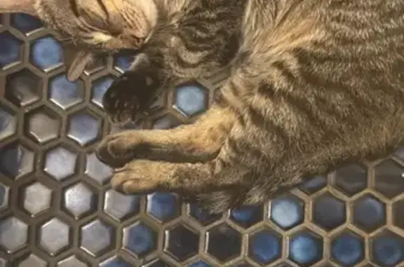 Lost and found pets Homestead, photo: Lost Cat: Green Eyes, Black Paw Pads