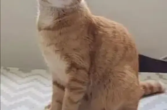 Chat roux tigré perdu à Unieux - photo