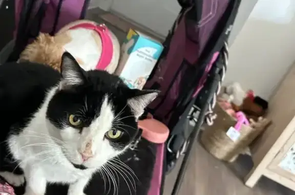 Lost 22-Year-Old Black & White Cat