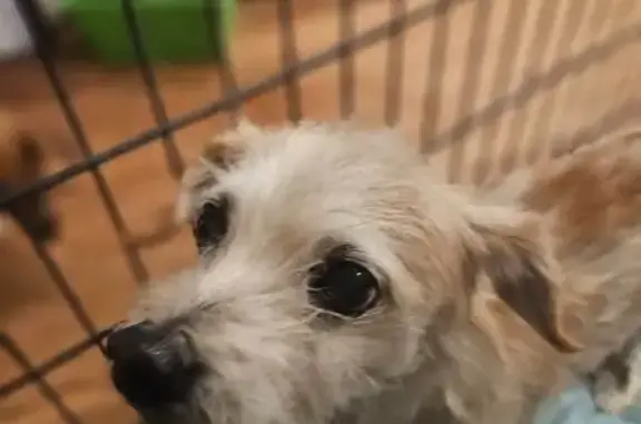 Found dog West Covina, photo: Found: Friendly Male Dog on Trenton Way