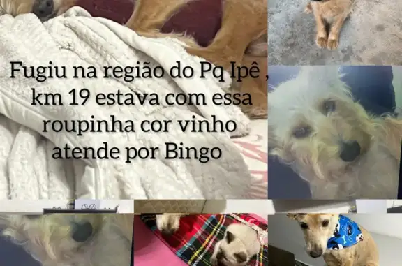 cachorro desaparecida