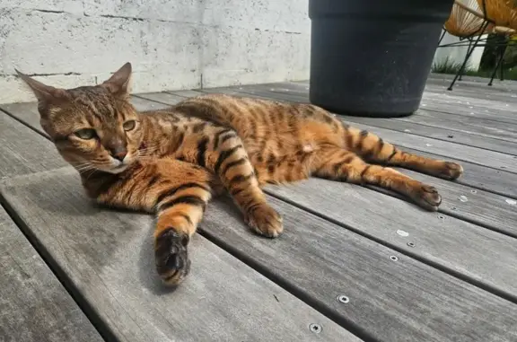 Animaux perdus Bordeaux, photo: Chat Bengal marron perdu à Bordeaux
