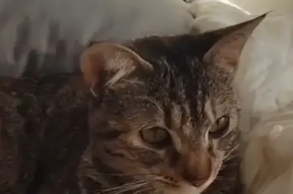 Gatos perdidos, Mostoles, foto: Se busca: Gata atigrada perdida en Móstoles