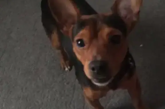 Chien perdu à Saumur : Snoupi 5 ans - photo