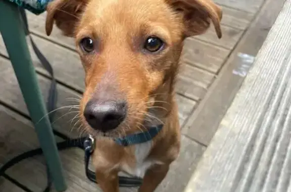 Chien perdu Lille, photo : Chien perdu à Lille : Aidez à retrouver Milo