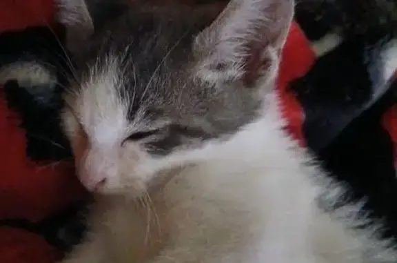 Lost Cat on West 1st St, LA - Help!