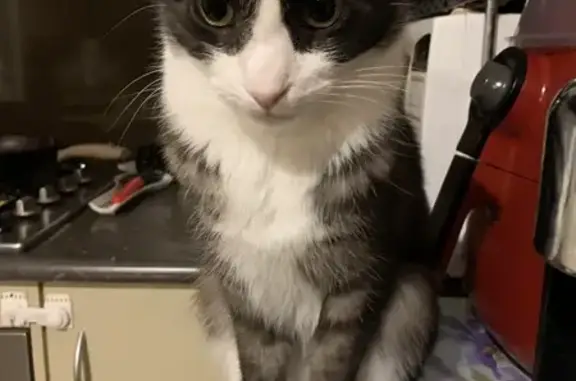 Lost Cat: Black & White in Wyndham City