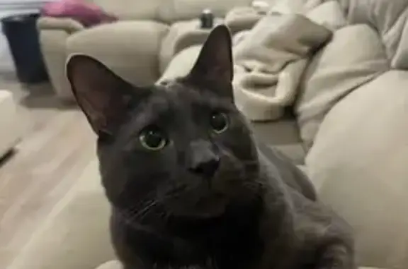 Lost Grey Cat: Friendly & Vocal, Mulgara Ct