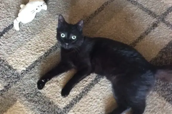¡Gato Negro Perdido en Pinar de Campoverde!