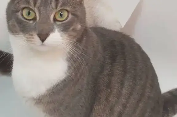 Chat perdu, Alfortville, photo: Chatte perdue à Alfortville, tigrée grise