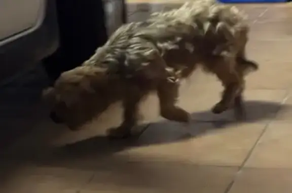 Perro Marrón Amistoso Encontra...