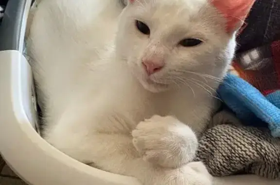 Chat perdu, , photo: Chat blanc sourd perdu à Veauville-lès-Quelles