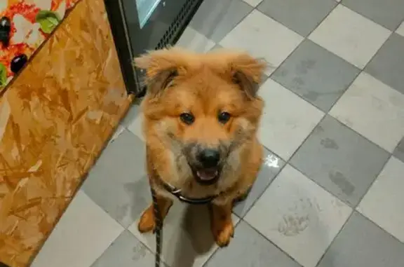Chiot eurasier perdu à Rouen - photo