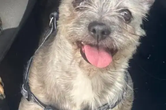 ¡Ayuda a Encontrar a Rocco, Perro Perdido!