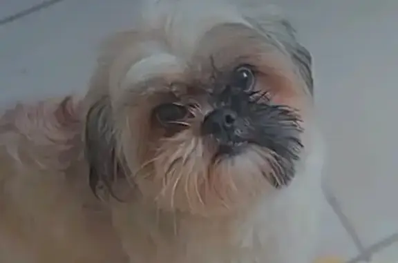 cachorro desaparecida