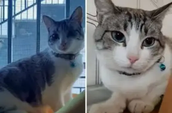 ¡Gata Perdida! Ojos Azules en Murcia