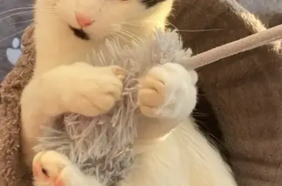 Animaux perdus , photo: Chat perdu noir et blanc à Sotteville