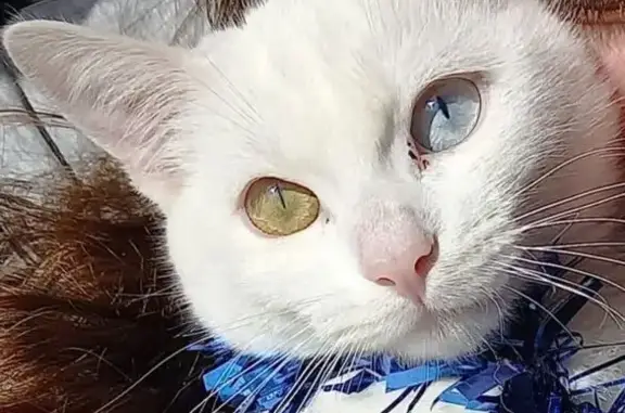 Chatte blanche Fluffy disparue Les Fossés - photo