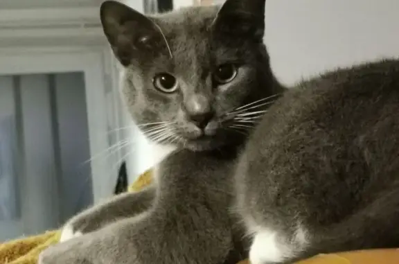Animaux perdus Lons-le-Saunier, photo: Chat perdu, gris et blanc, Lons-le-Saunier