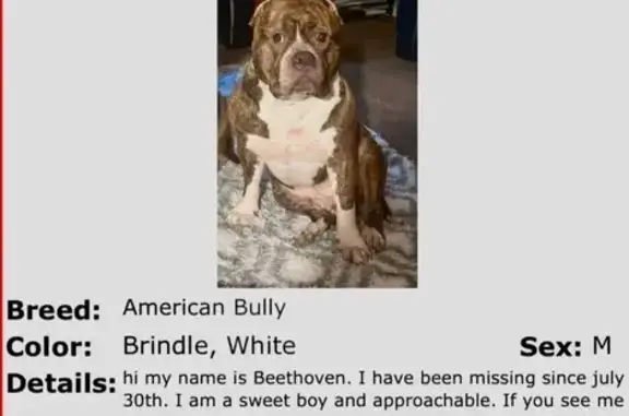 Lost Dog in Cameron: Brindle & White