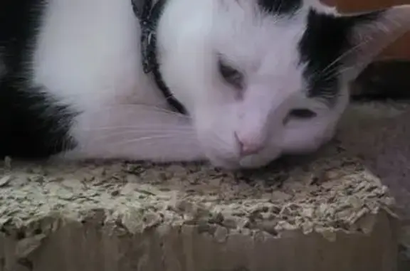 Lost Cat Alert: Help Find Millie-Banilli
