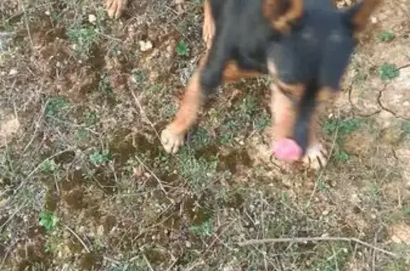 Perro Negro Perdido en Manzanillo: Ayuda