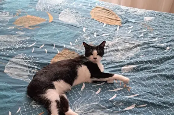 Chat trouvé Esvres, photo: Chat noir et blanc trouvé à Esvres