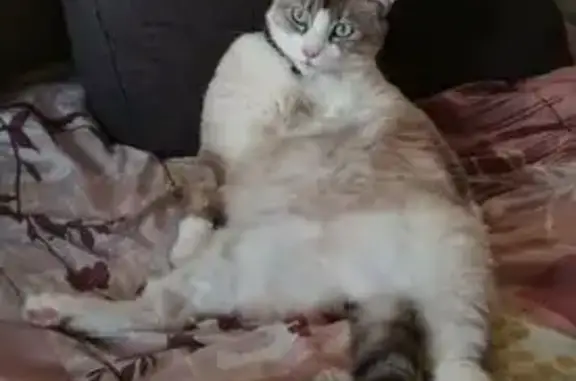 Chat perdu à Bourges : Mowgli, 10 ans, disparu - photo