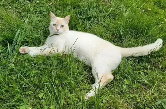 Animaux perdus Bouliac, photo: Chat perdu : Maurice, blanc-roux-beige, Bouliac