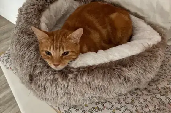 Chat perdu, sans collier, oreilles abîmées - photo
