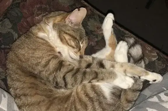 Lost Cat: Pink Collar, Albert St, Maroondah