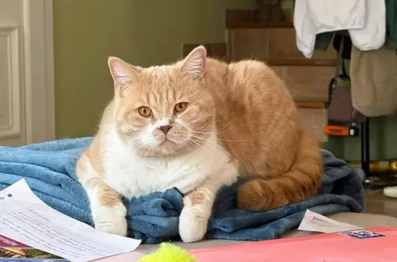 Animaux perdus Villeneuve, photo: Chat perdu : Jeune mâle British Shorthair