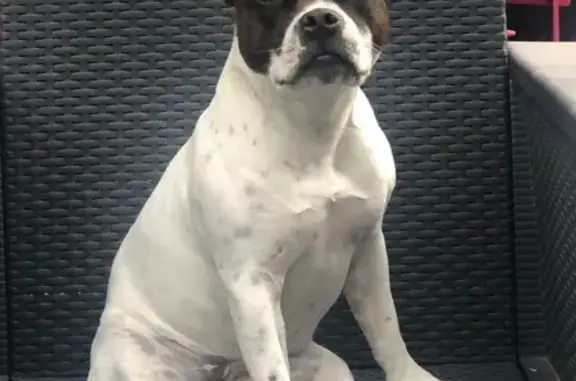Chien perdu : Staffie femelle, Le Gua - photo