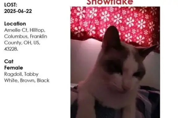 Lost Cat: White with Unique Patches