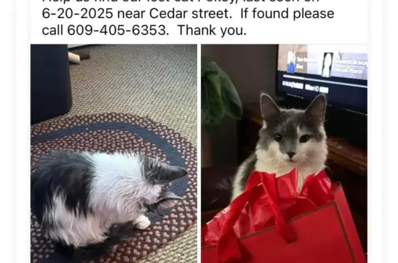 Lost Cat: White & Gray, Riverton NJ