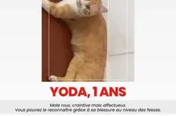 Chat roux et blanc perdu à Marseille - photo