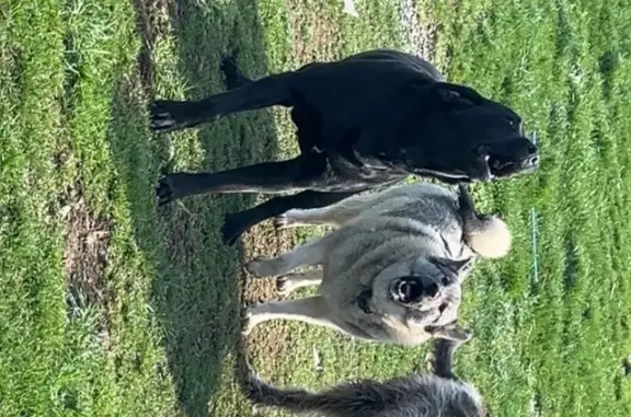 Lost Dogs: Black Lab & Elk Hound - Latrobe