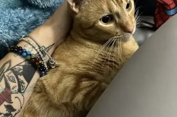 Lost Bright Orange Cat in Reynoldsburg