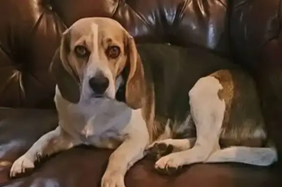 Lost Beagle: Help Find Her in El Monte!