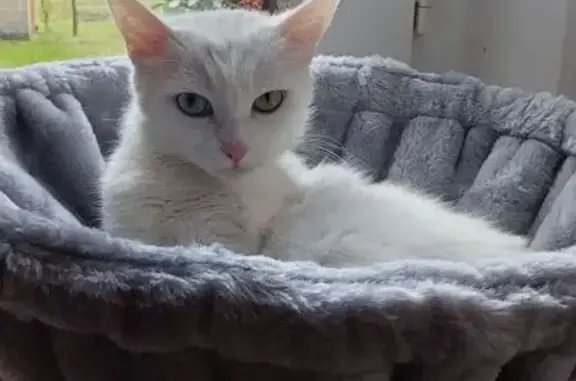 Animaux perdus Salbris, photo: Chatte blanche perdue, yeux vairons, Salbris
