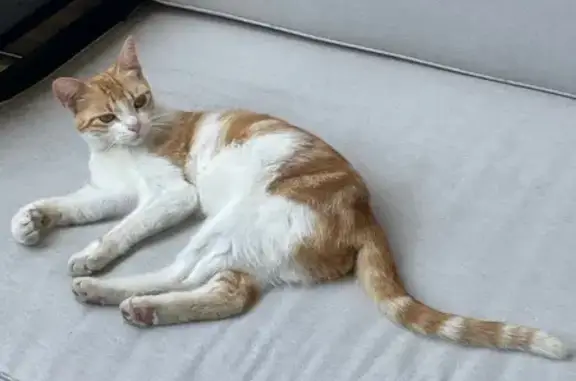 Chatte rousse et blanche trouvée à Cambes - photo